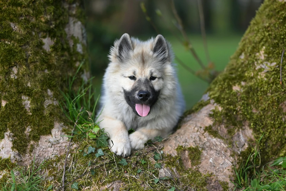 Keeshond (Wolfspitz)