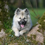 Keeshond (spitz lobo)