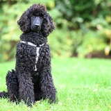 Caniche