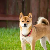 Akita