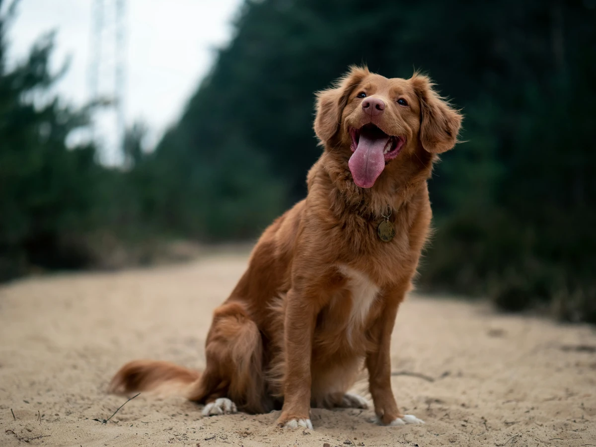 Nova Scotia Duck Tolling Retriever