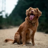 Toller de Nueva Escocia
