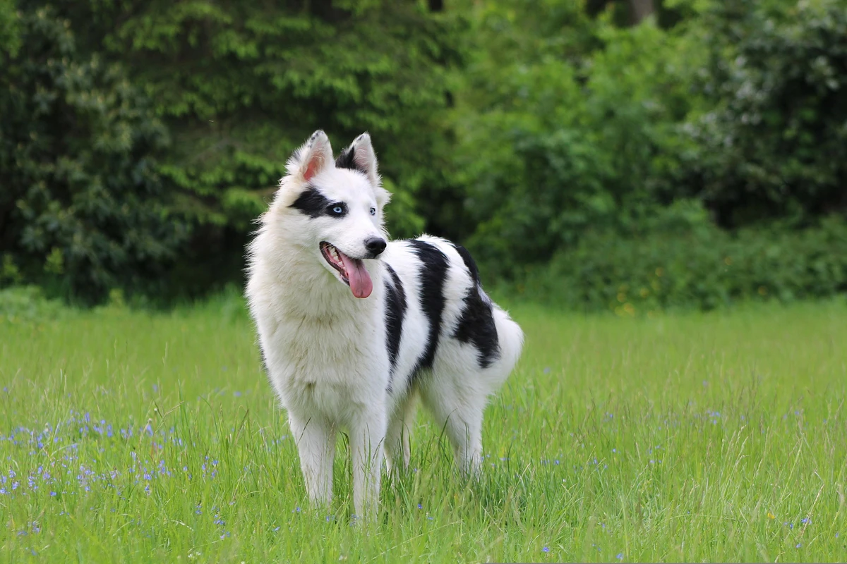 Yakutian Laika