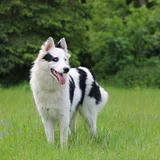 Laika yakutiana
