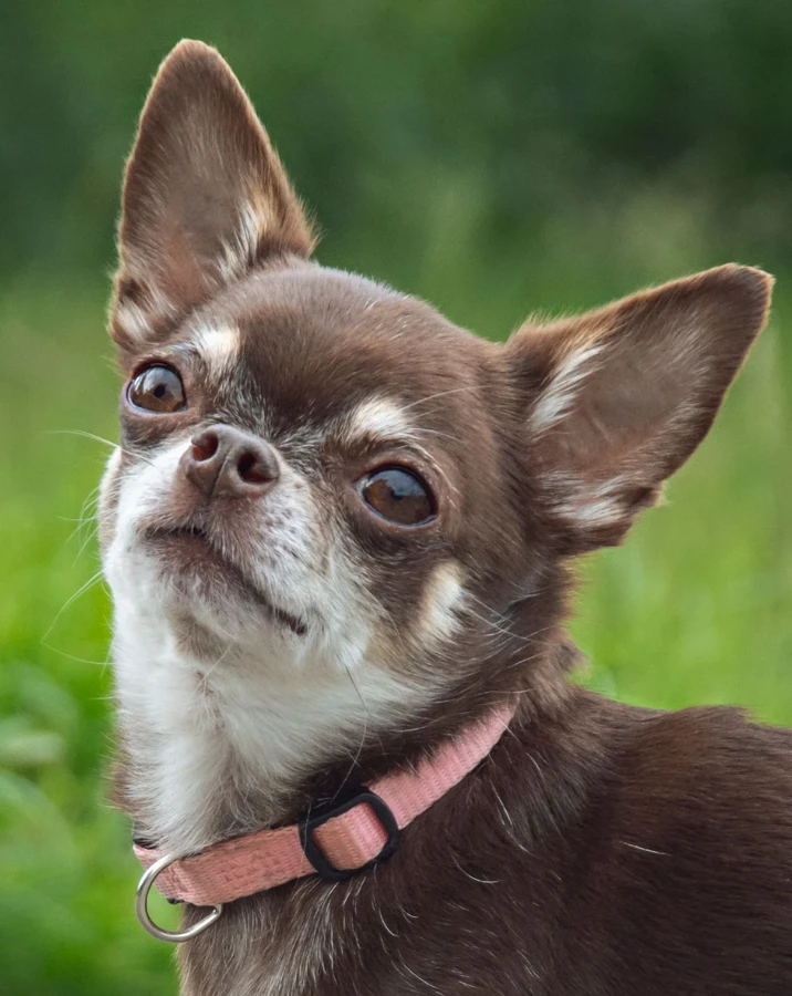 Chihuahua