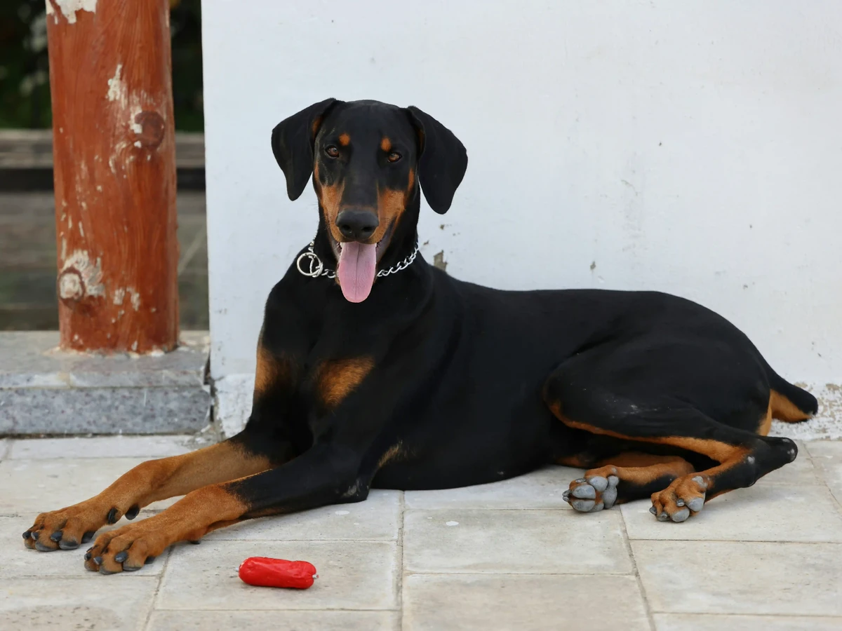 Dobermann