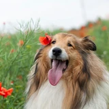 Collie de pelo largo