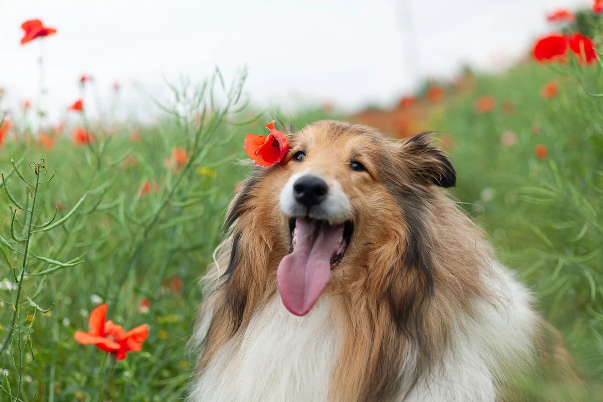 Collie Rough