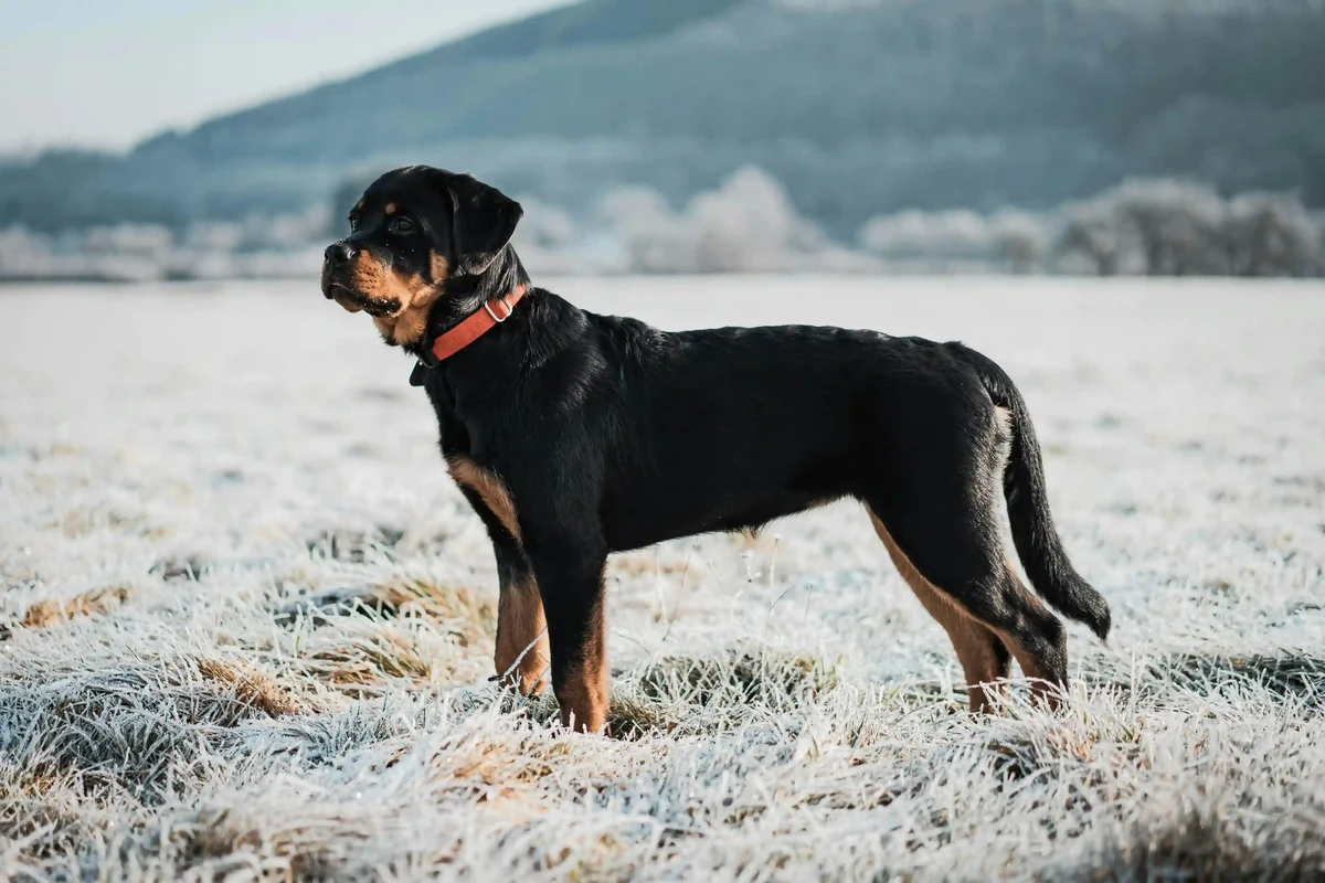 Rottweiler