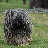 Puli