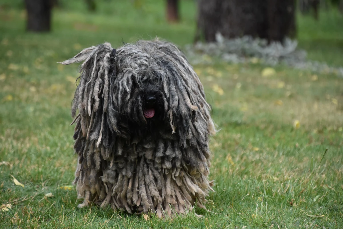 Puli