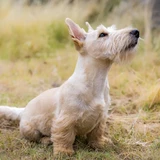 Terrier escocés
