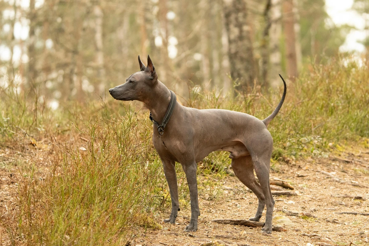 Xoloitzcuintli