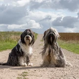 Tibetan Terrier