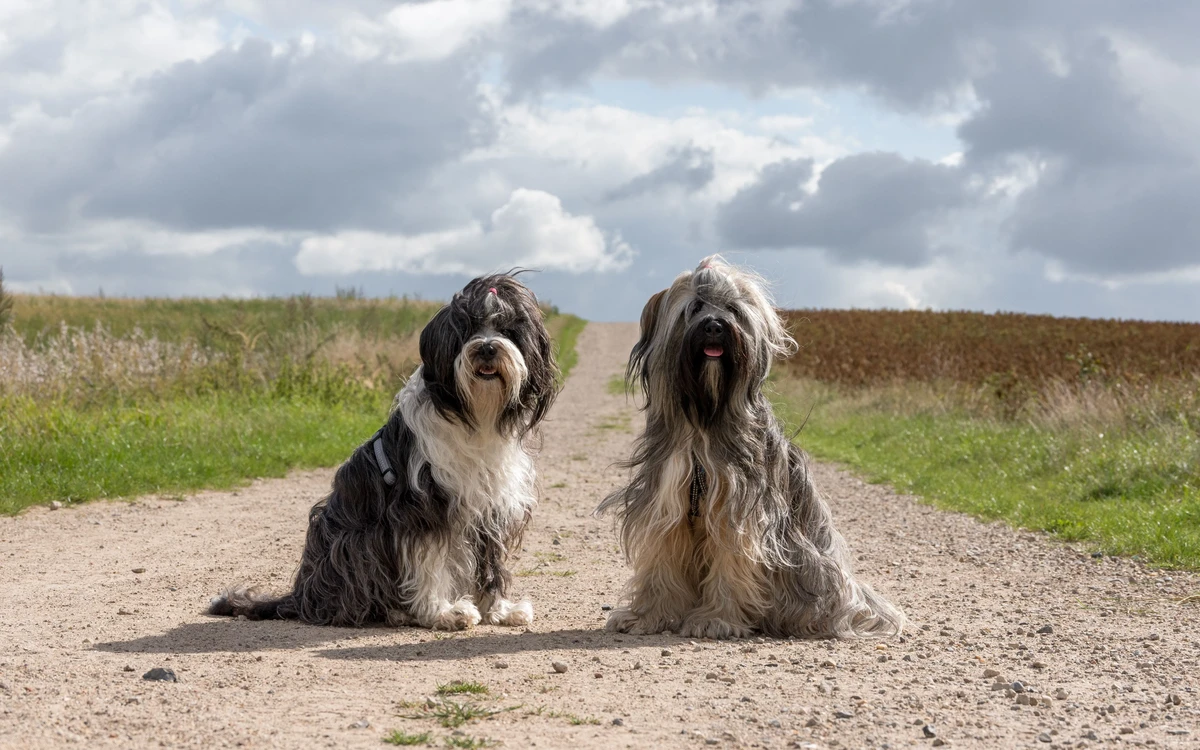 Tibetan Terrier
