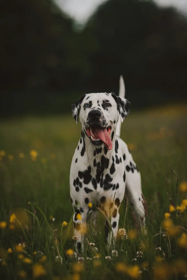 Dalmatian