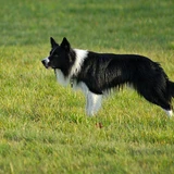 Border collie