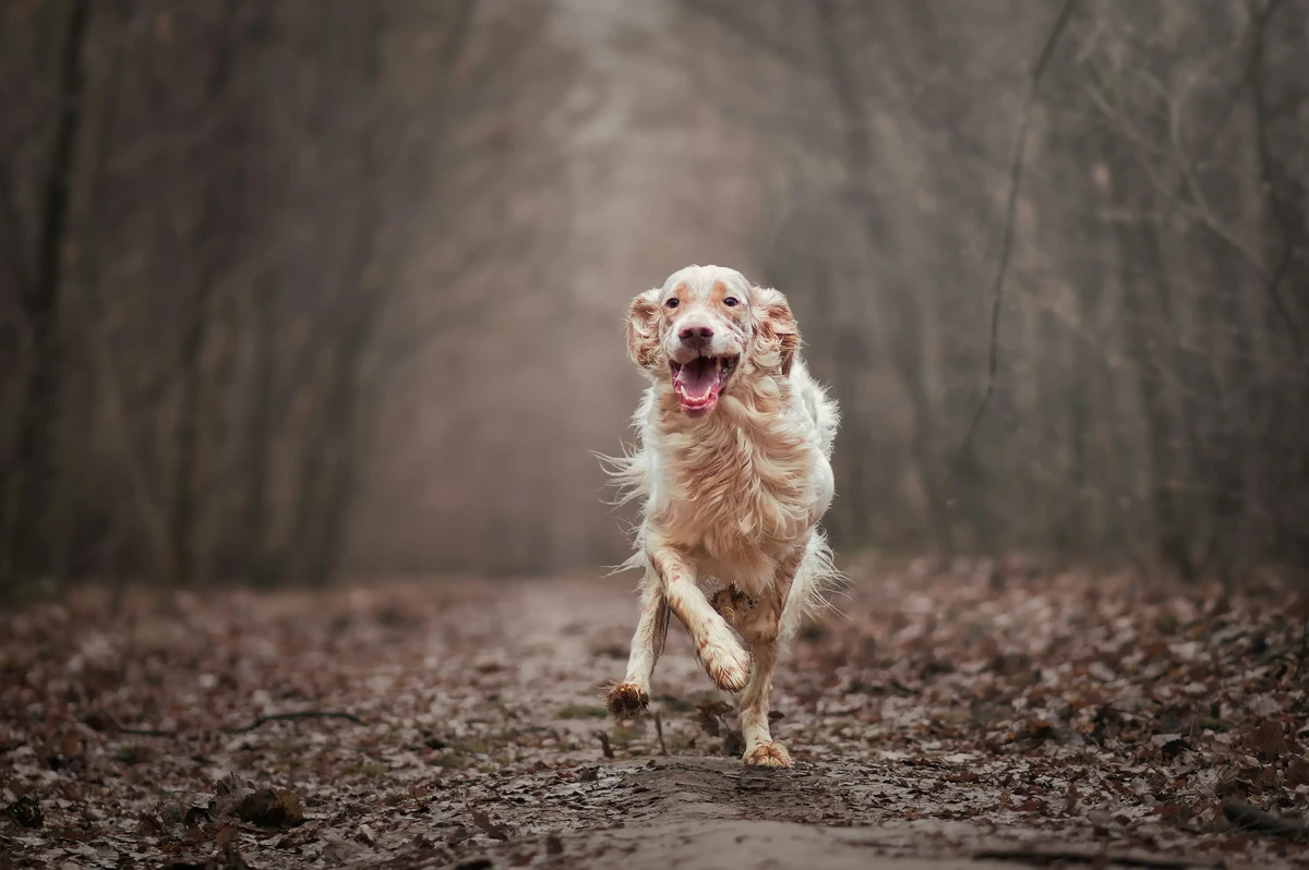 English Setter
