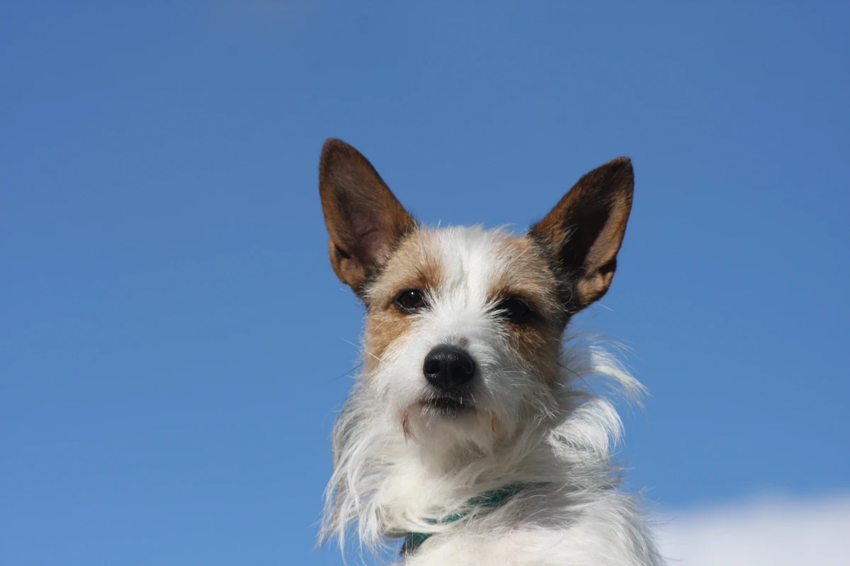 Portuguese Podengo