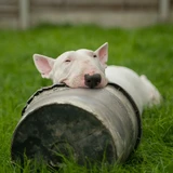 Bull terrier