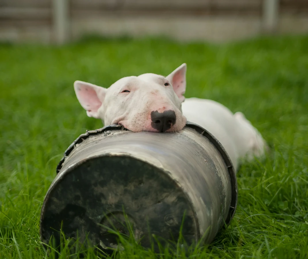 Bull Terrier