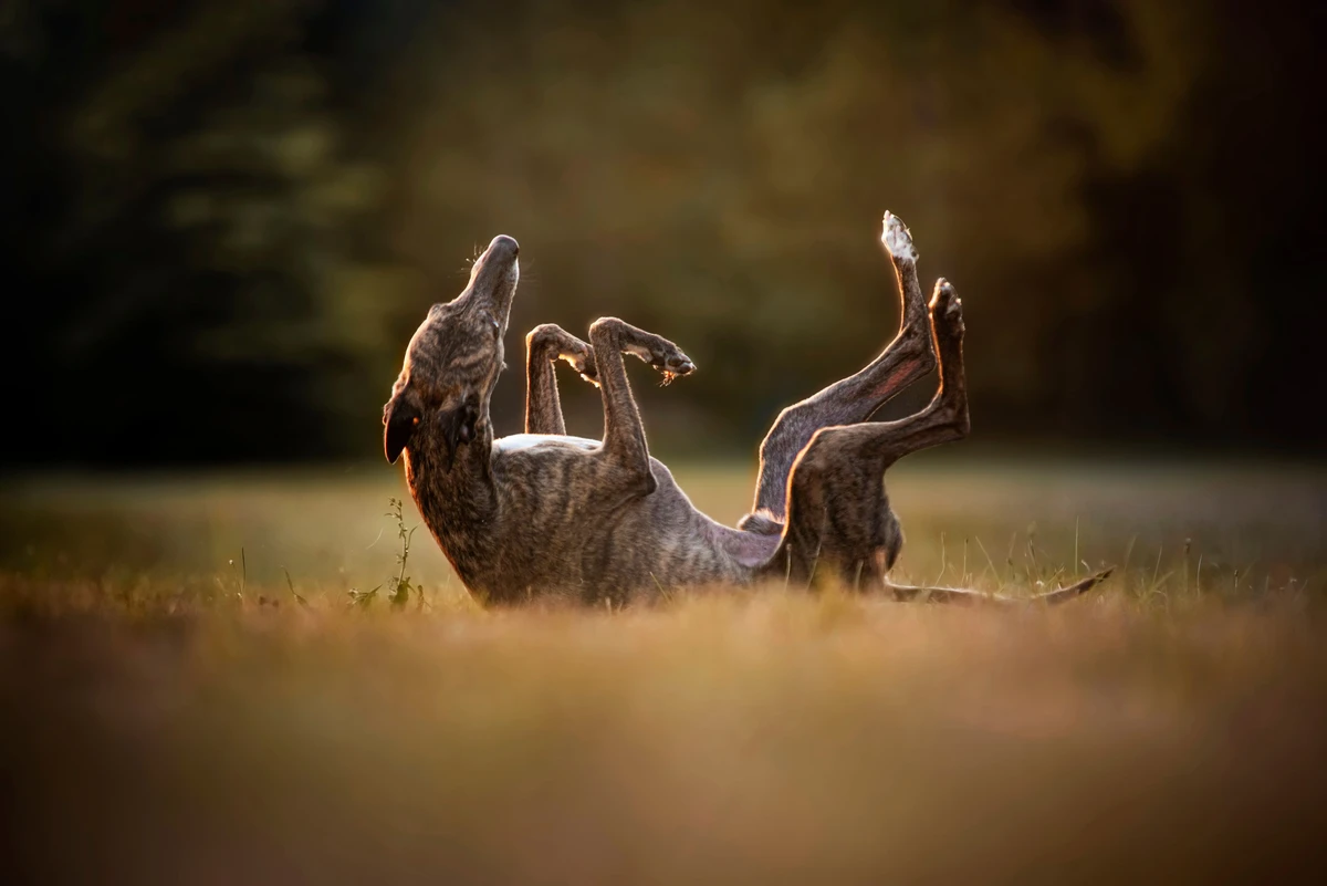 Greyhound