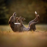 Greyhound