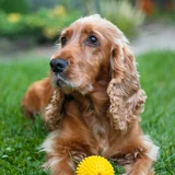 Cocker spaniel americano