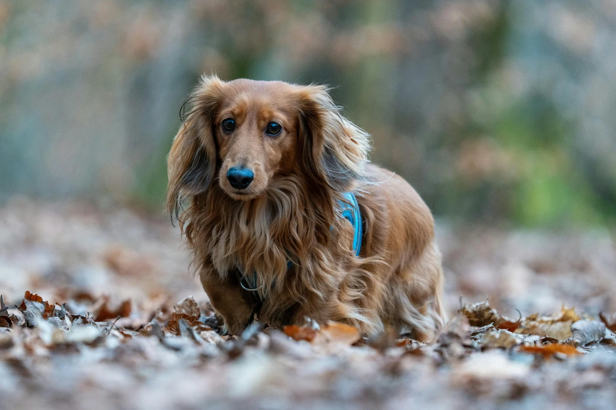 Dachshund