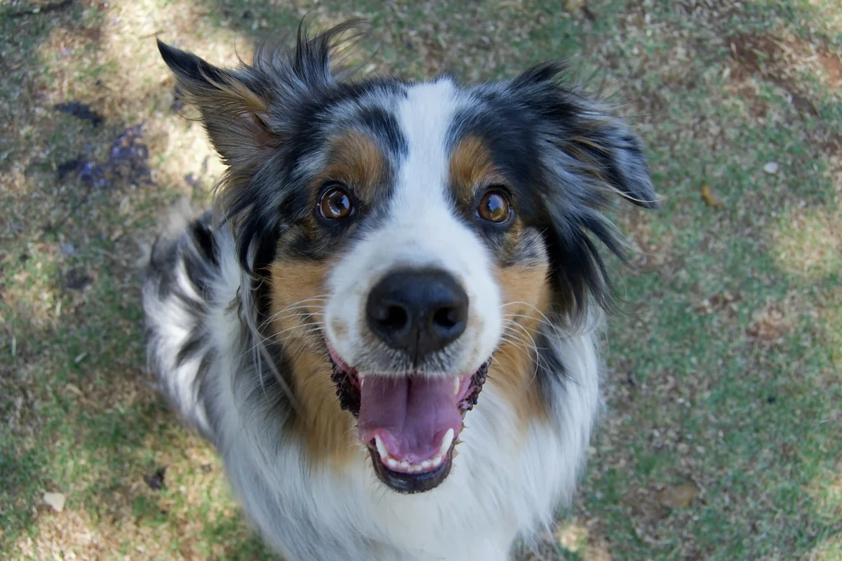 Australian Shepherd