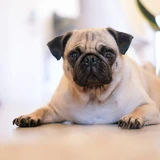 Carlino