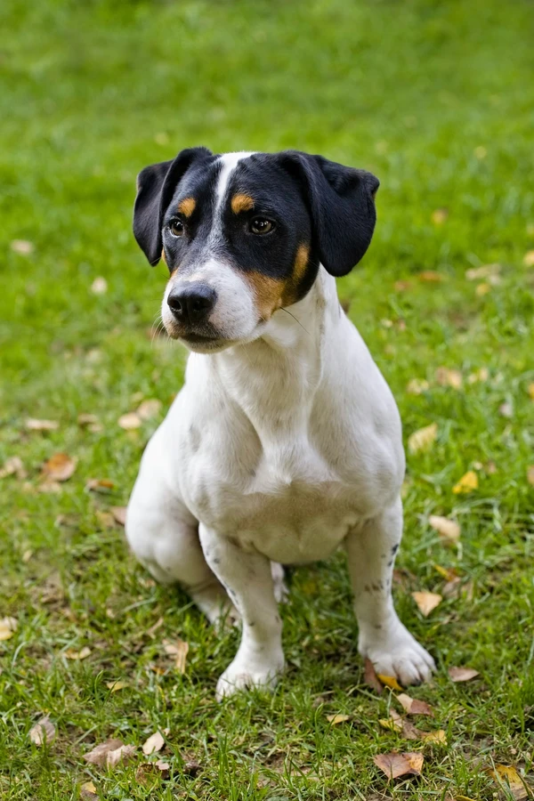Jack Russell Terrier
