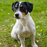 Jack Russell Terrier