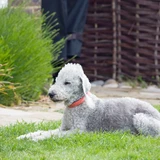 Terrier de Bedlington