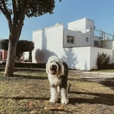 Perro de pastor inglés antiguo