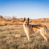 Belgischer Schäferhund