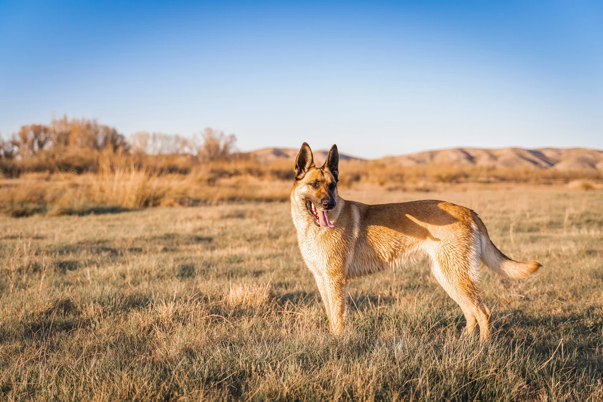 Belgischer Schäferhund