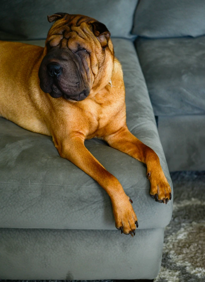 Shar Pei