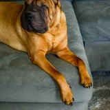 Shar pei