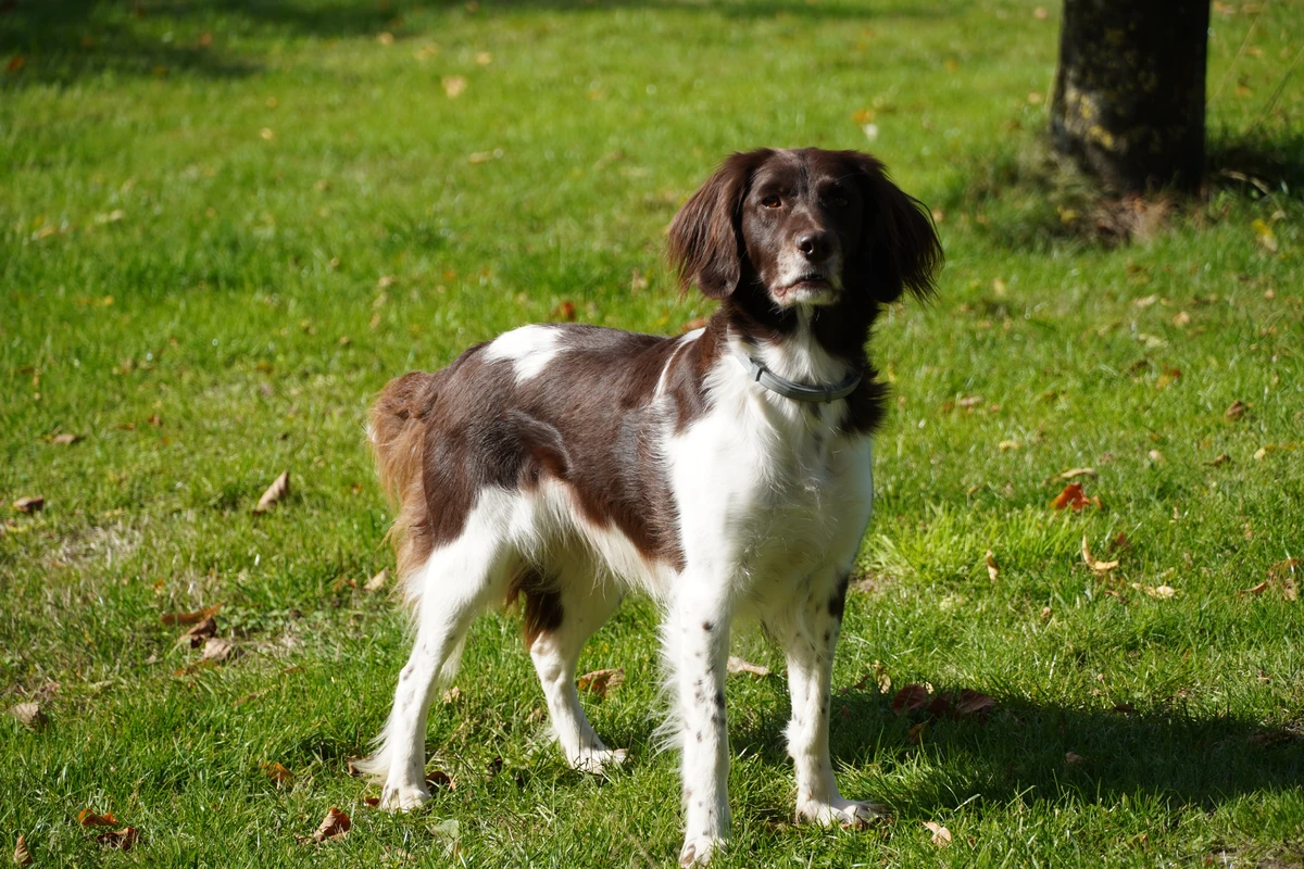 Kleiner Münsterländer