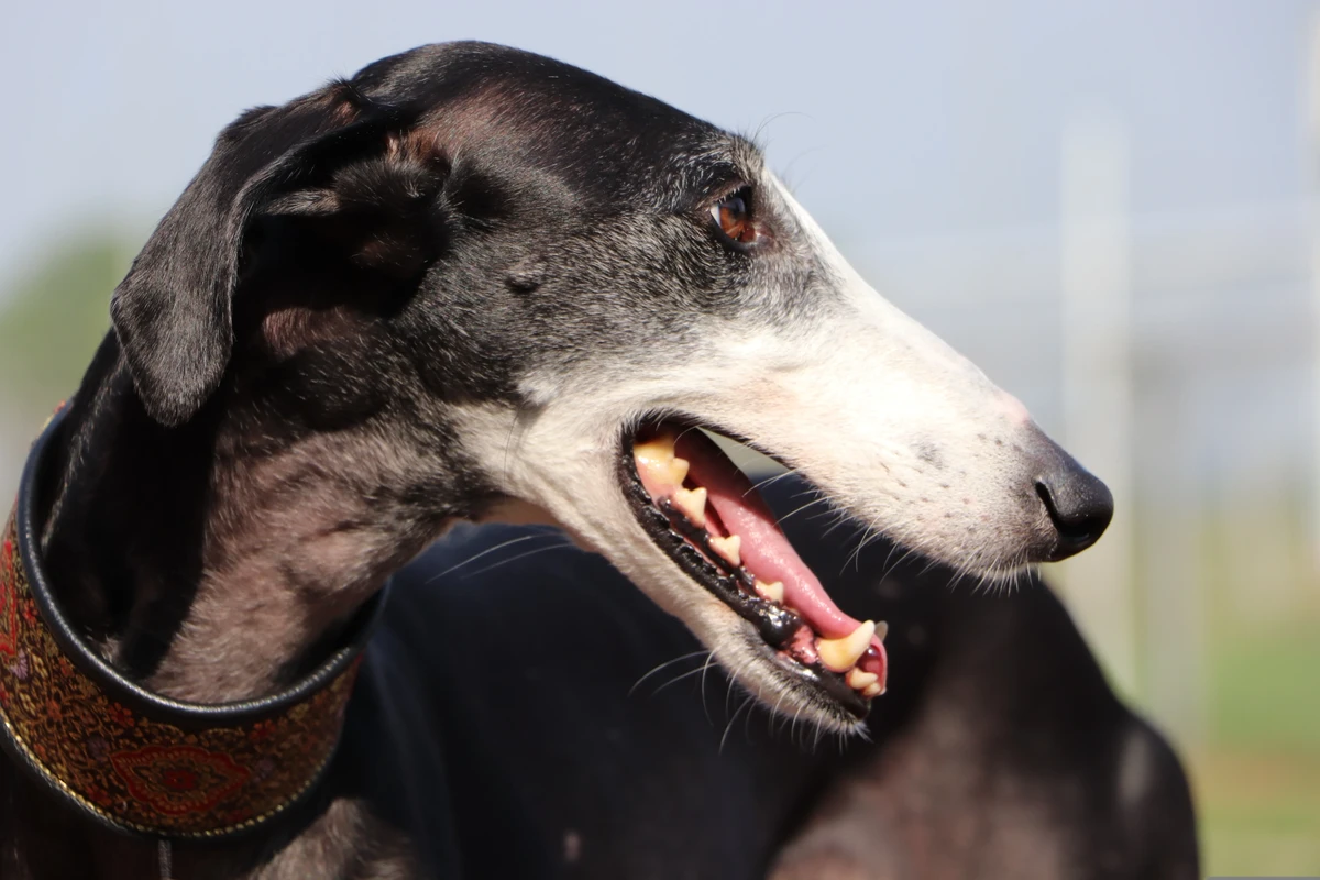 Spanish Greyhound