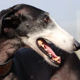 Spanish Greyhound