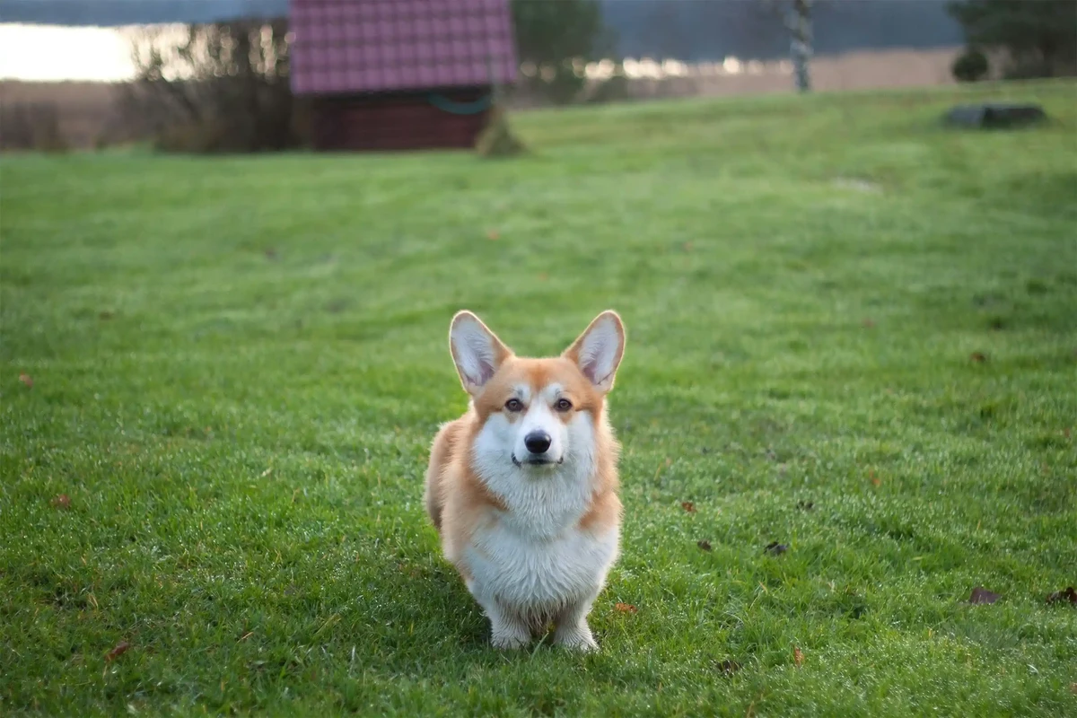 Pembroke Welsh Corgi