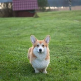 Corgi pembroke
