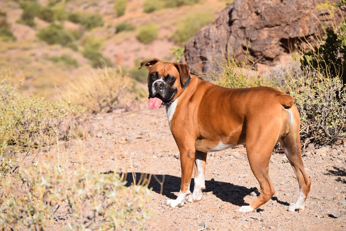 Boxer