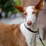 Ibizan Podenco