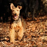 Terrier galés