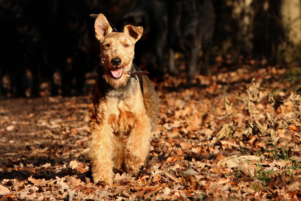 Terrier galés