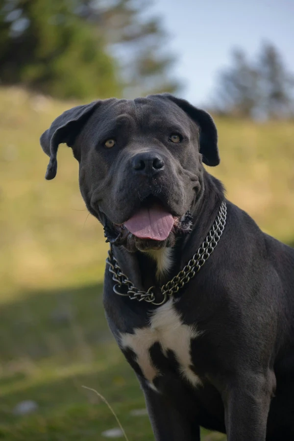 Italian Cane Corso