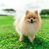 Pomerania